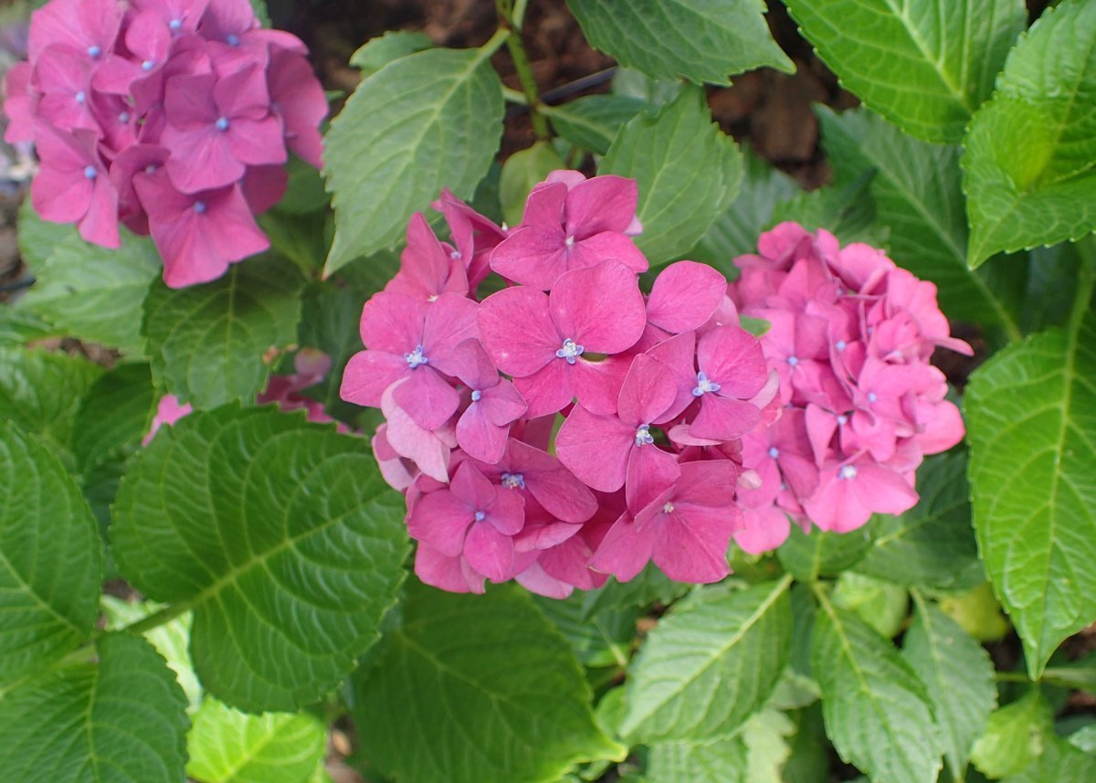 Гортензия Альпенглюхен крупнолистная