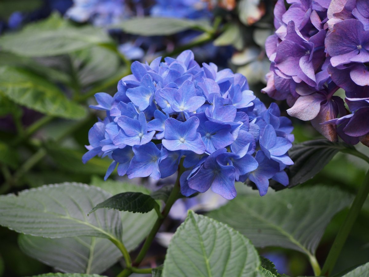 Гортензия Альпенглюхен крупнолистная - фото 3