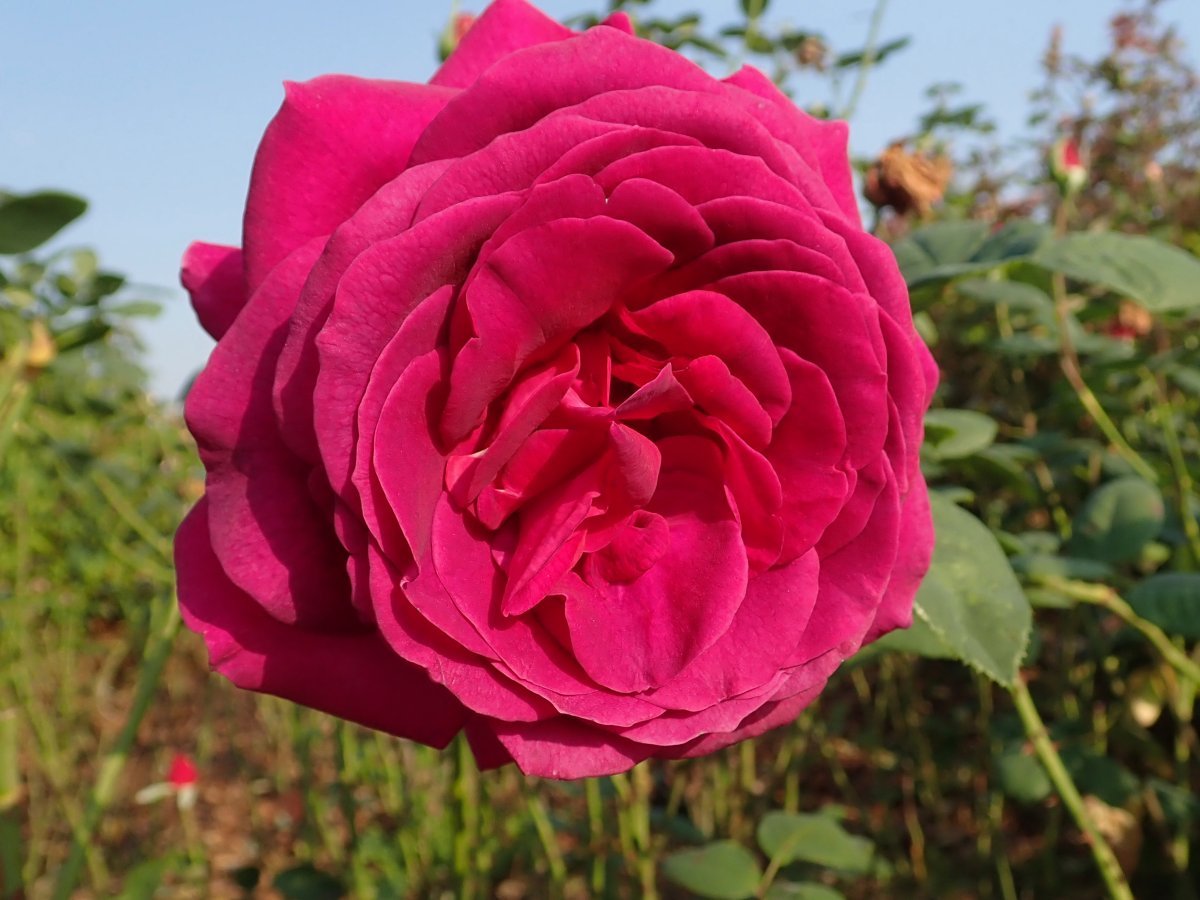 Роза чайно-гибридная Биг Парпл - фото 10