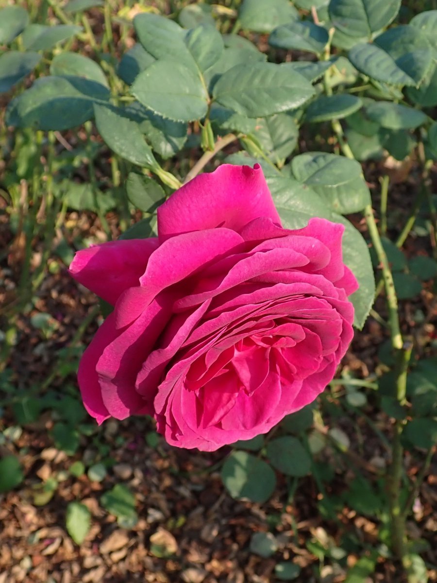 Роза чайно-гибридная Биг Парпл - фото 8