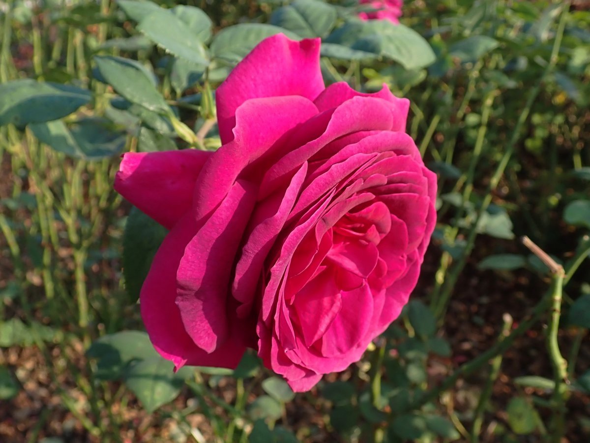 Роза чайно-гибридная Биг Парпл - фото 11