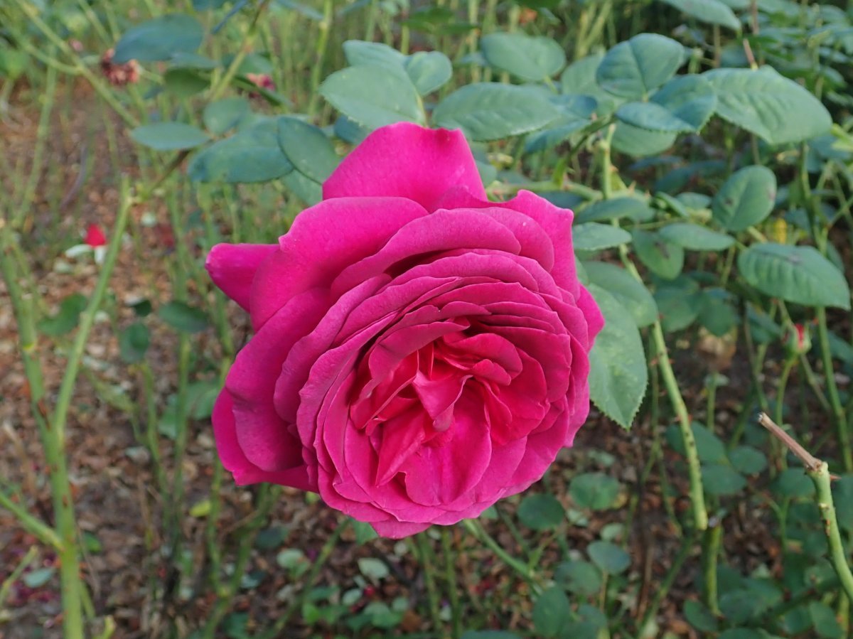 Роза чайно-гибридная Биг Парпл - фото 7