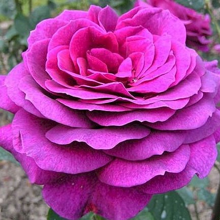 Роза чайно-гибридная Биг Парпл