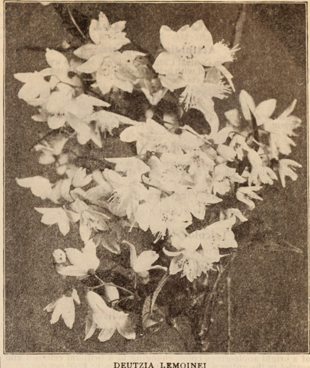 Дейция Прайд оф Рочестер