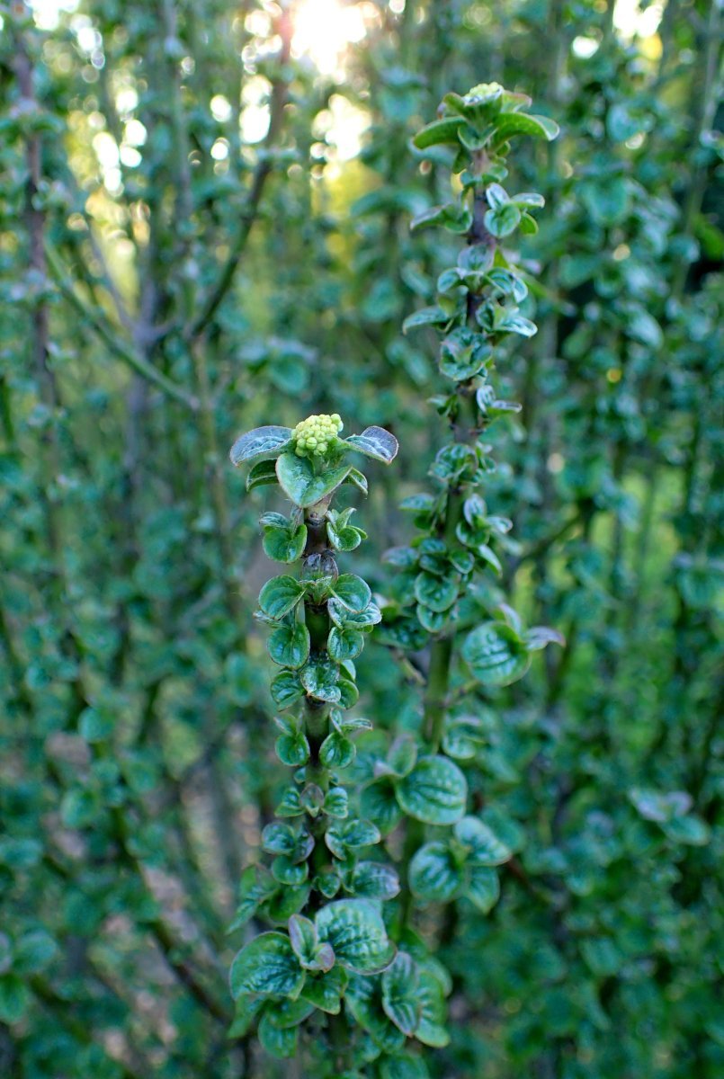 Дерен красный Компресса - фото 4