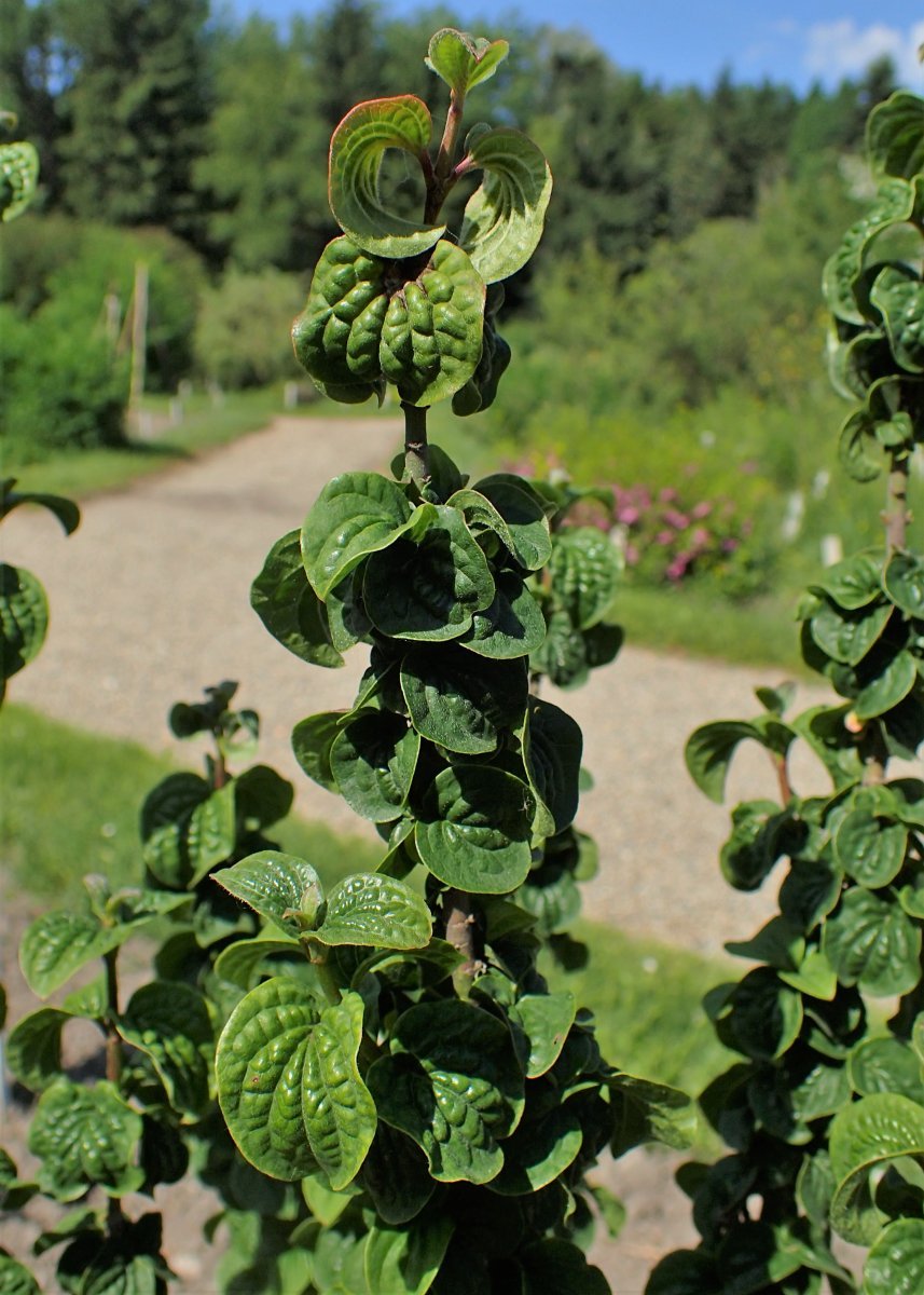 Дерен красный Компресса - фото 2