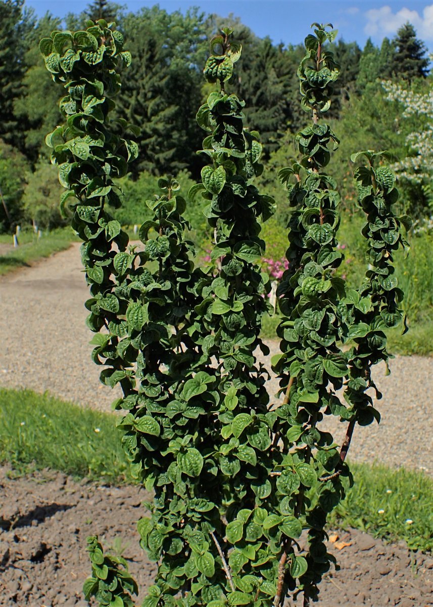 Дерен красный Компресса