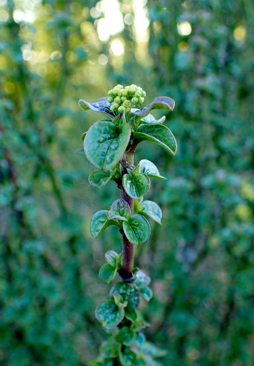 Дерен красный Компресса - фото 3