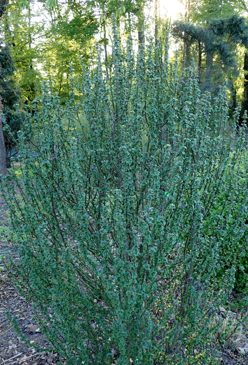 Дерен красный Компресса - фото 5