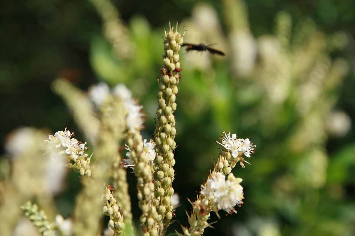 Клетра Пинк Спайр - фото 3