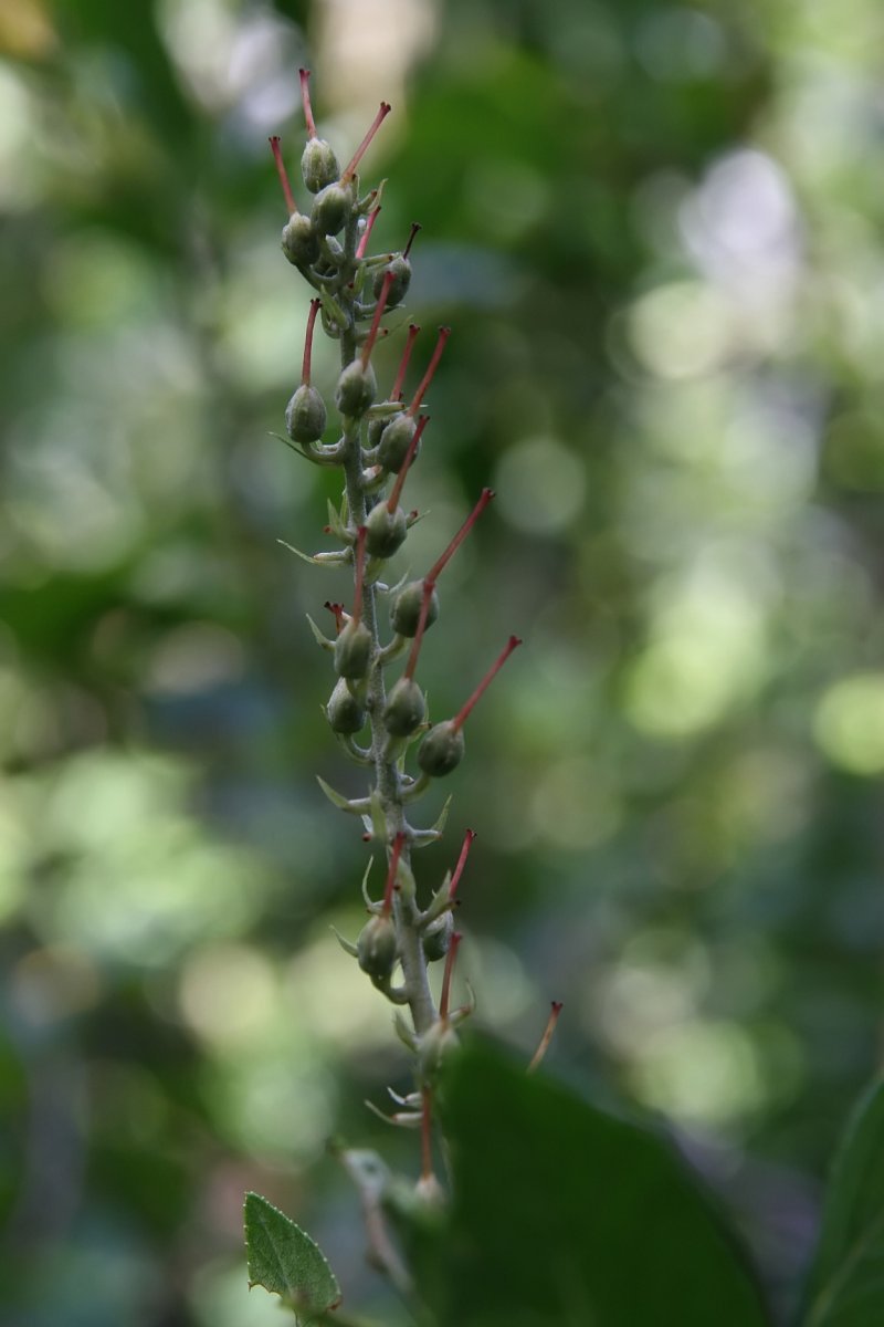 Клетра Пинк Спайр - фото 9