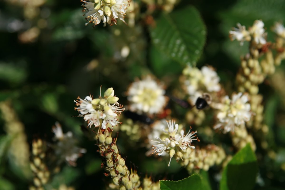 Клетра Пинк Спайр - фото 4