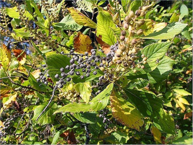 Клетра Пинк Спайр - фото 2