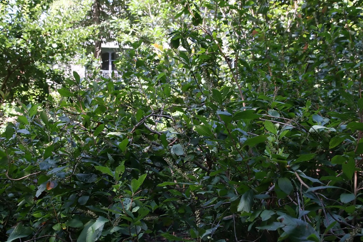 Клетра Пинк Спайр - фото 10