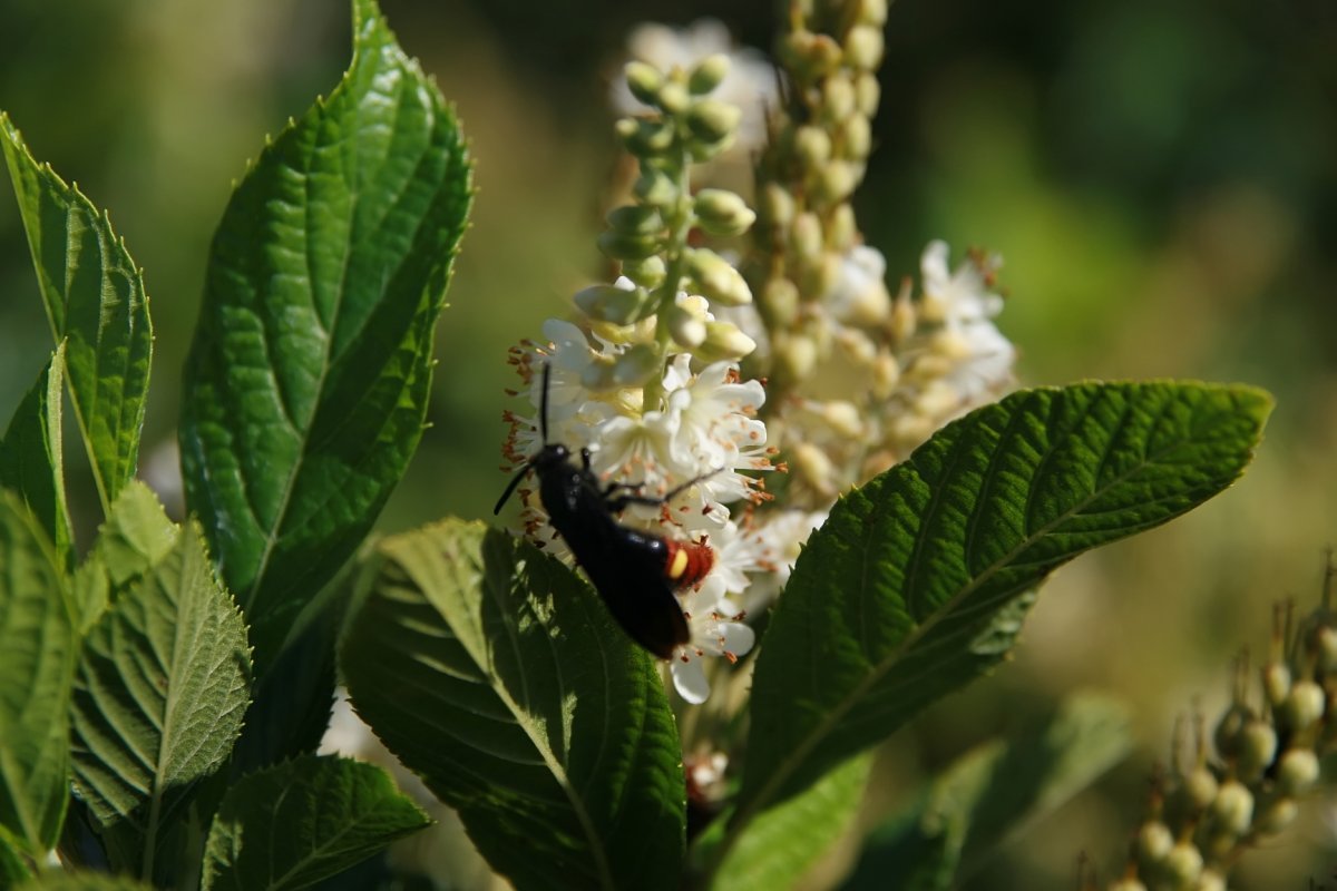 Клетра Пинк Спайр - фото 6