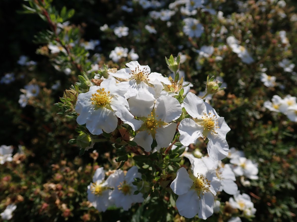 Лапчатка кустарниковая МакКейс Вайт