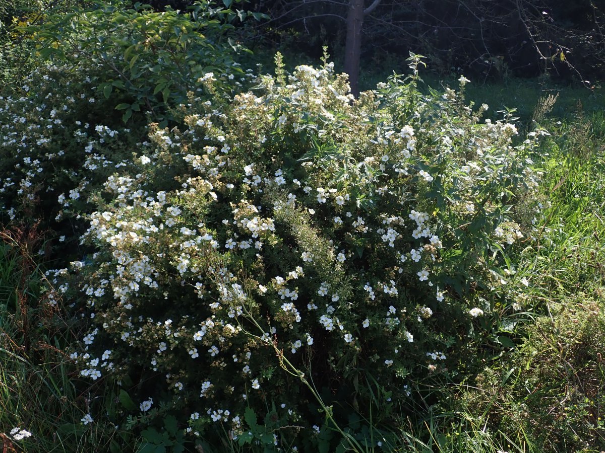 Лапчатка кустарниковая МакКейс Вайт - фото 2