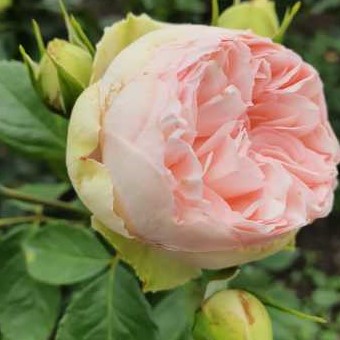 Роза чайно-гибридная Брайдал Пьяно