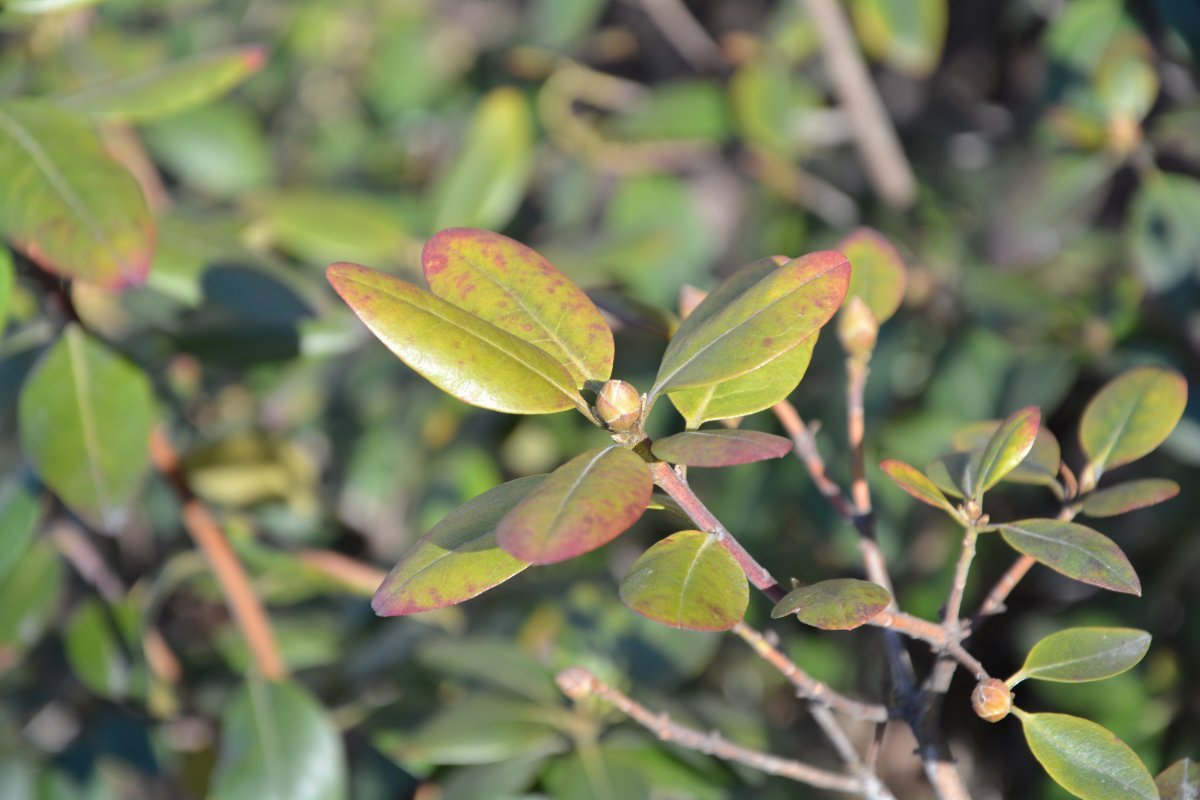 Рододендрон гибридный Хельсинский Университет - фото 2