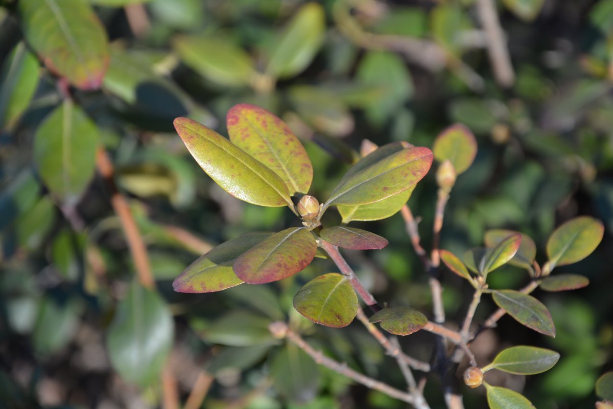 Рододендрон гибридный Хельсинский Университет - фото 3