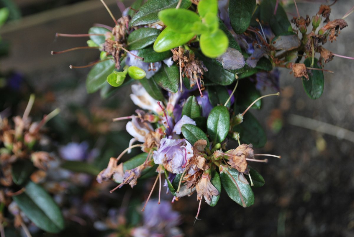 Рододендрон Азурика - фото 8