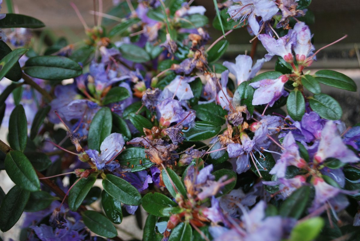 Рододендрон Азурика - фото 4