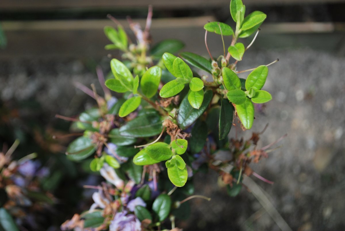 Рододендрон Азурика