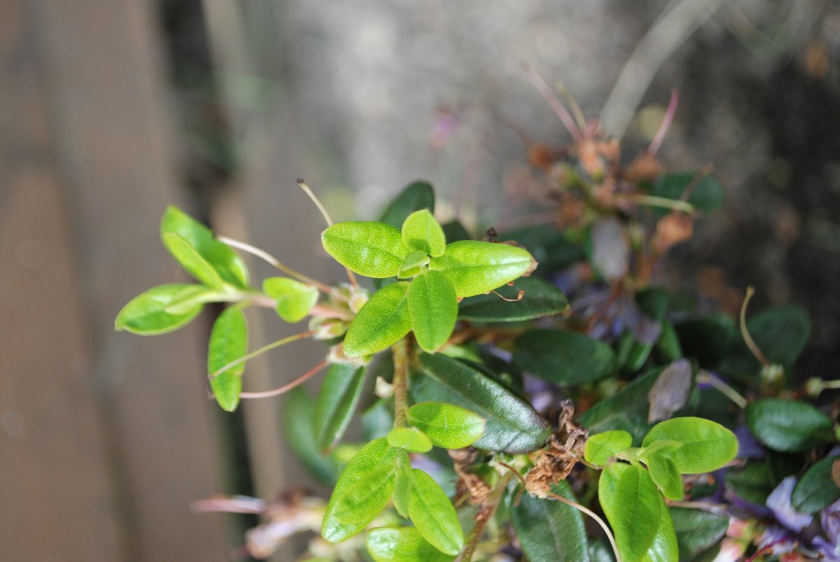 Рододендрон Азурика - фото 7