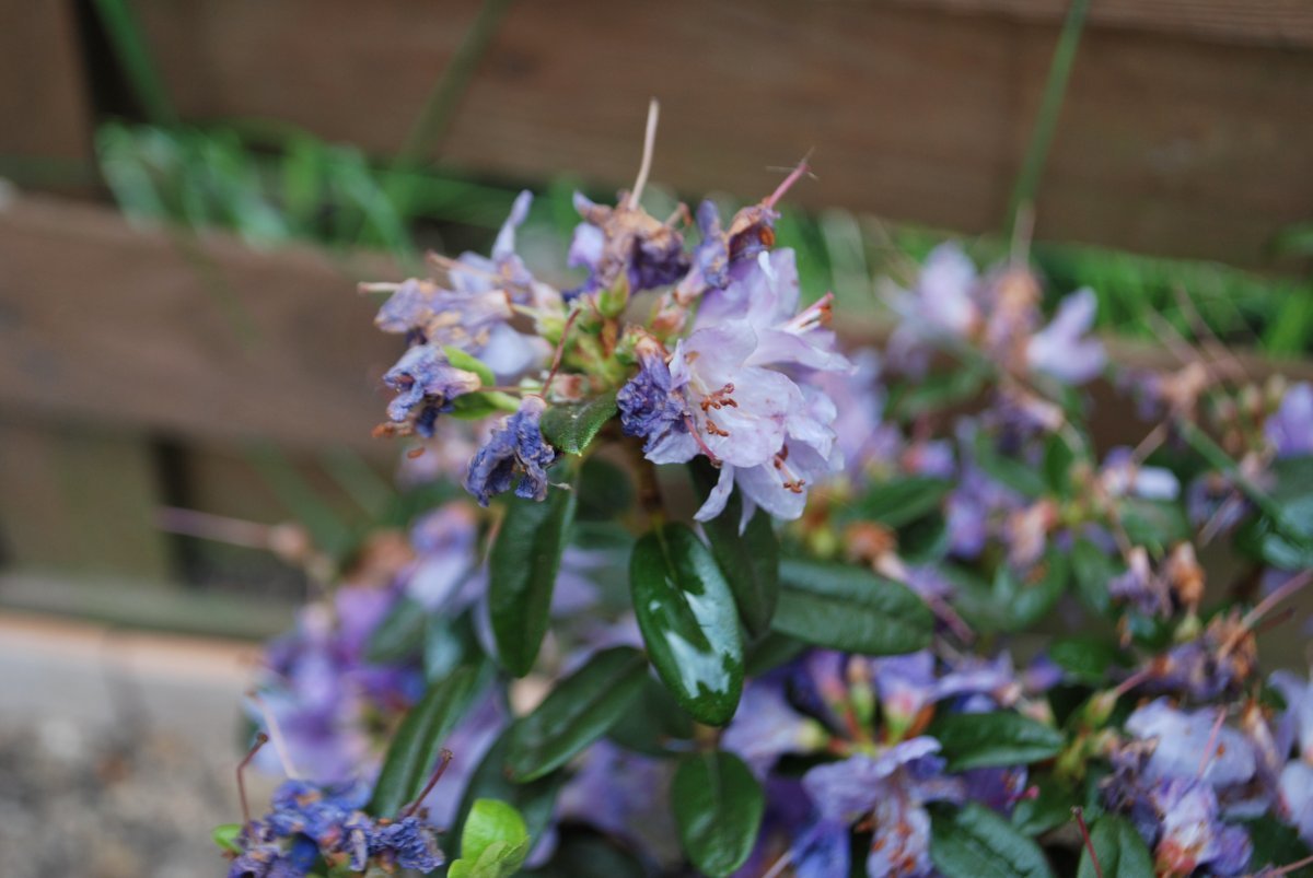 Рододендрон Азурика - фото 6