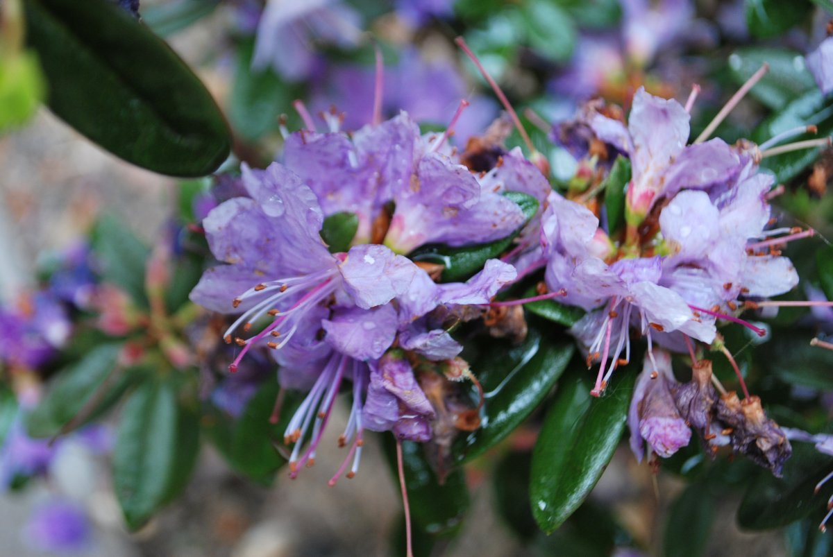 Рододендрон Азурика - фото 2