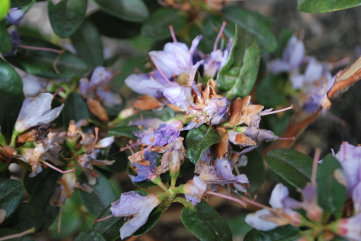 Рододендрон Азурика - фото 10