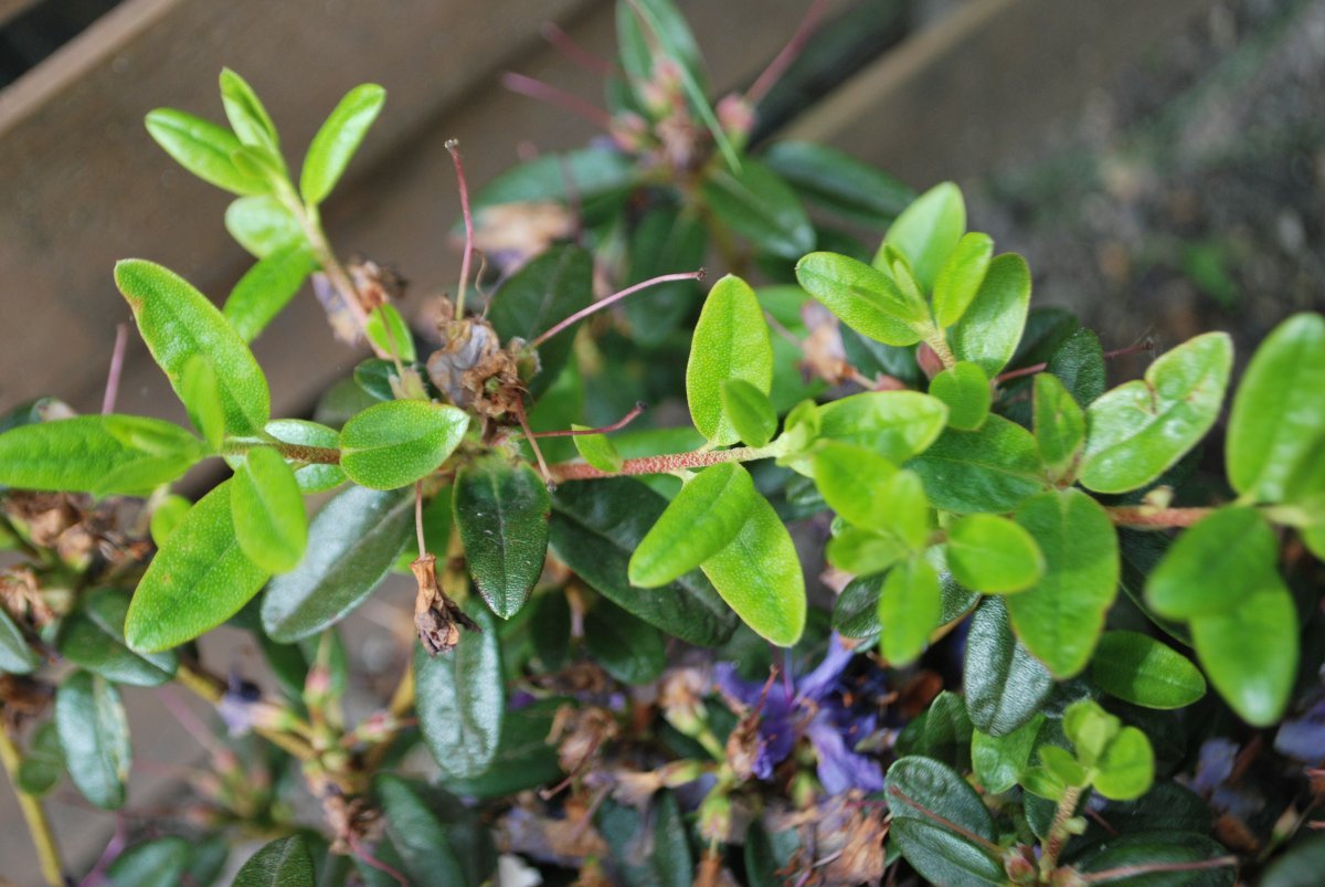 Рододендрон Азурика - фото 9