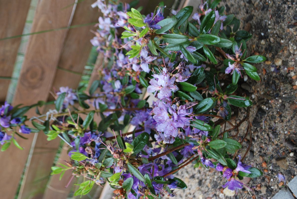 Рододендрон Азурика - фото 5