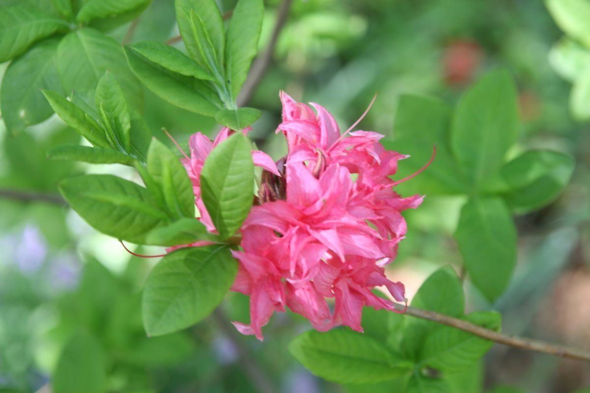 Рододендрон Хоумбуш - фото 9