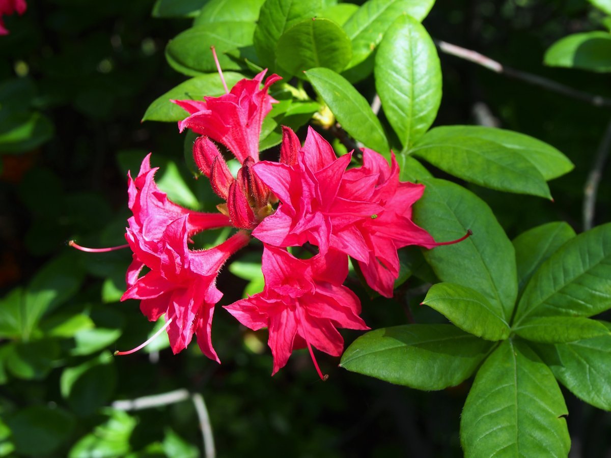 Рододендрон Хоумбуш - фото 3