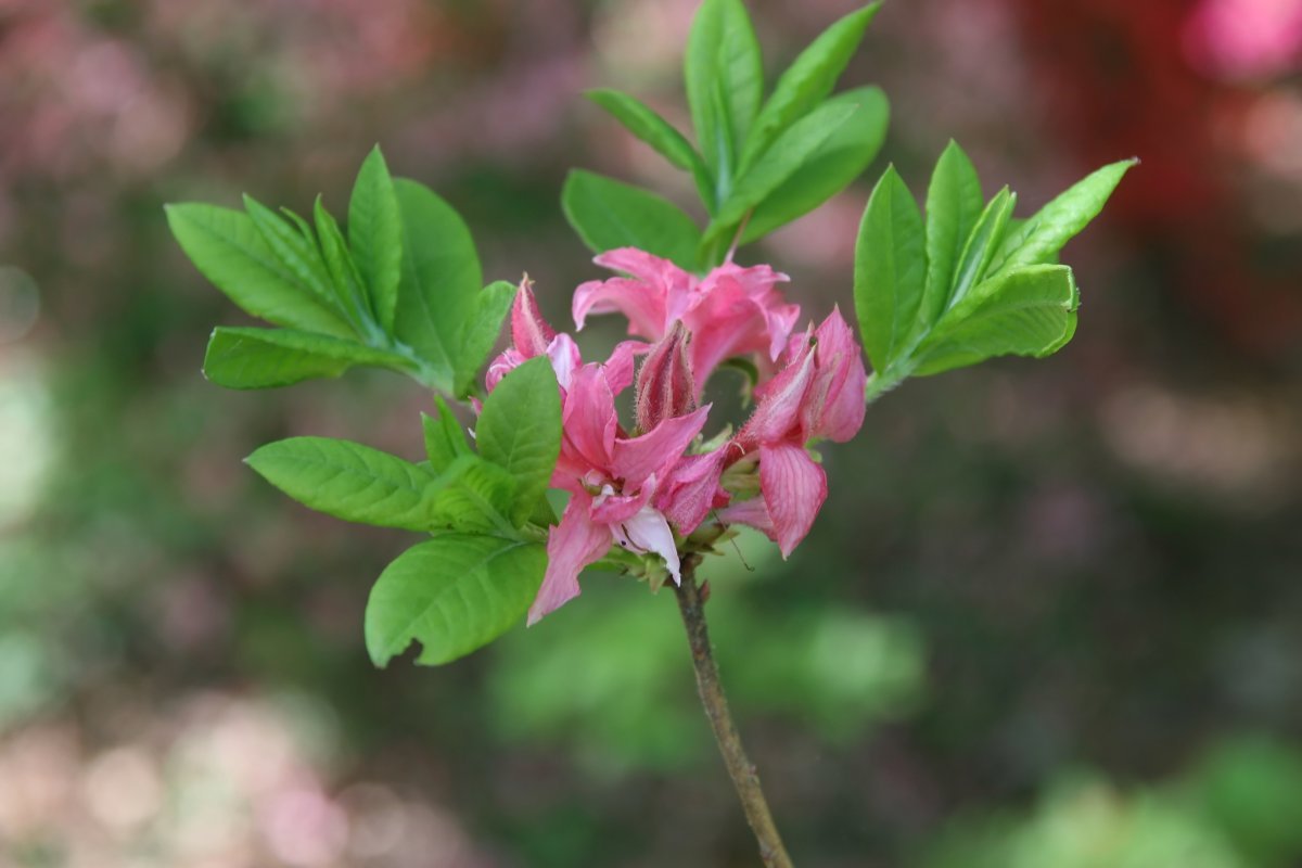 Рододендрон Хоумбуш - фото 8