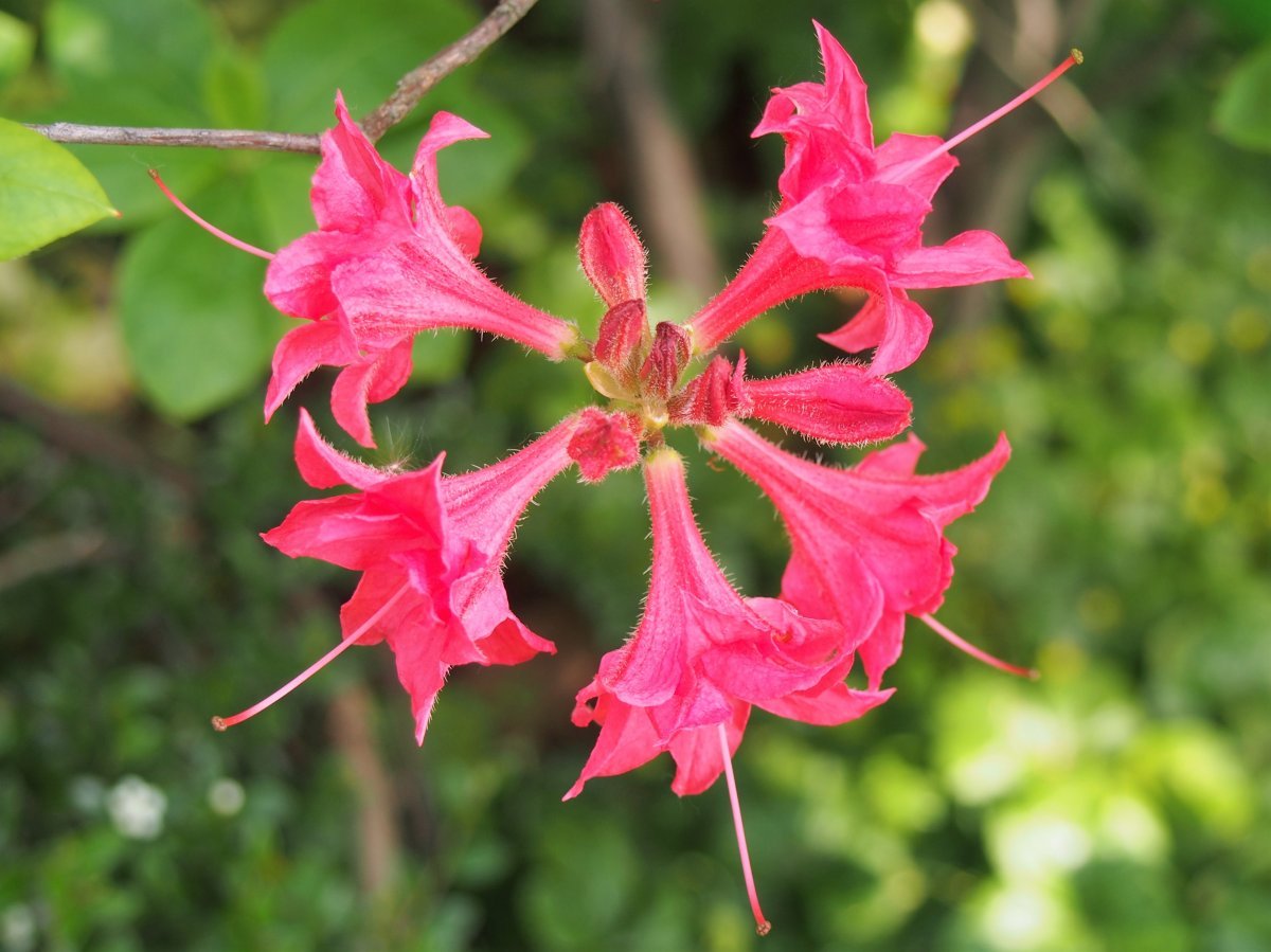 Рододендрон Хоумбуш - фото 6