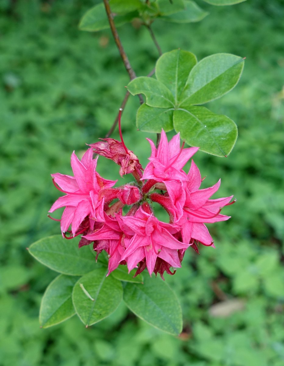 Рододендрон Хоумбуш - фото 2