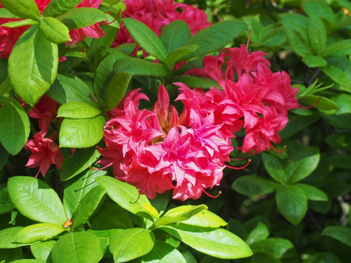 Рододендрон Хоумбуш - фото 4