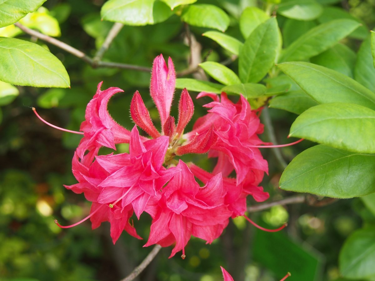 Рододендрон Хоумбуш - фото 5