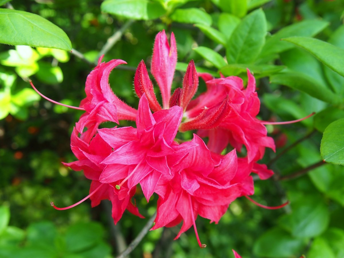 Рододендрон Хоумбуш - фото 7