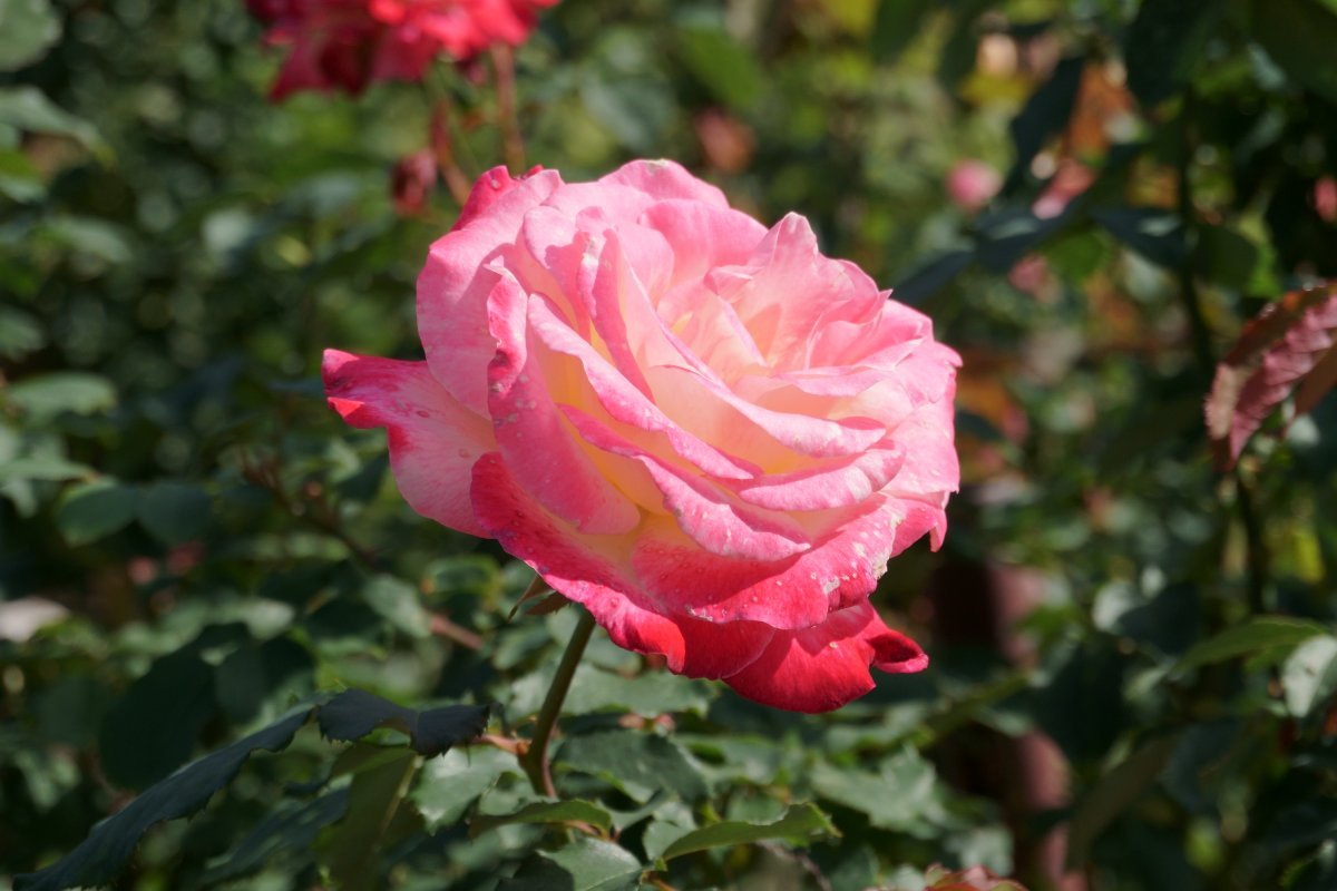 Роза чайно-гибридная Дабл Делайт - фото 11