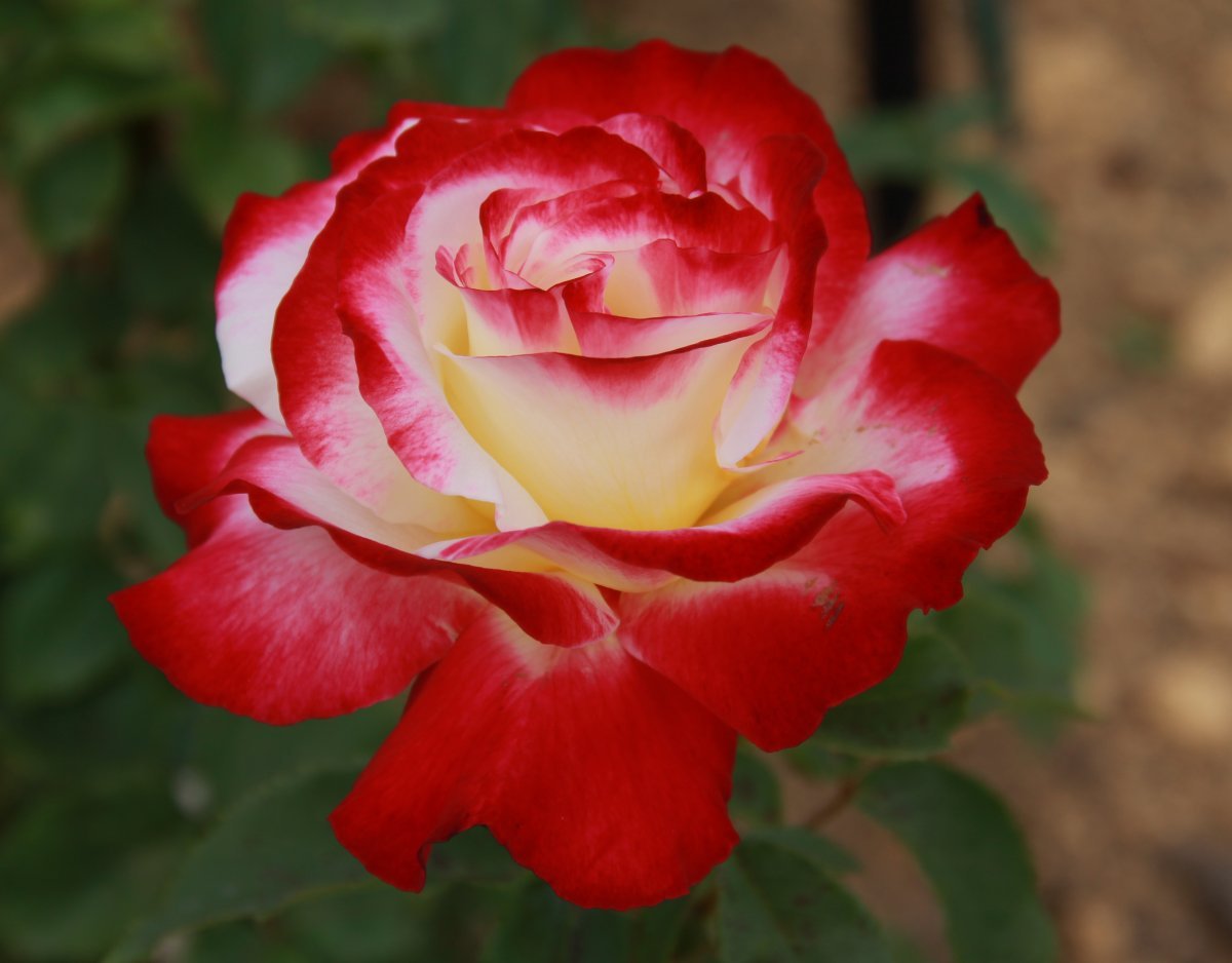 Роза чайно-гибридная Дабл Делайт - фото 6