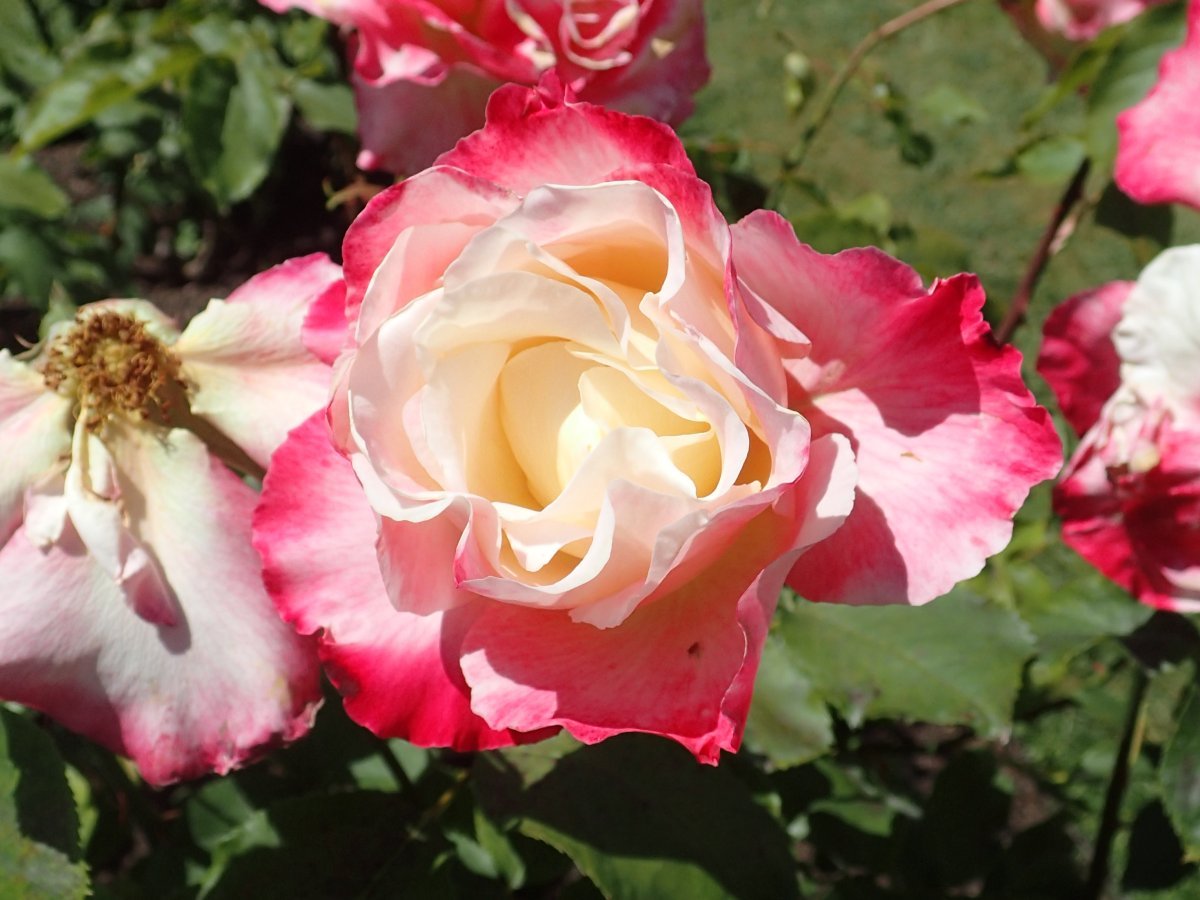 Роза чайно-гибридная Дабл Делайт - фото 10