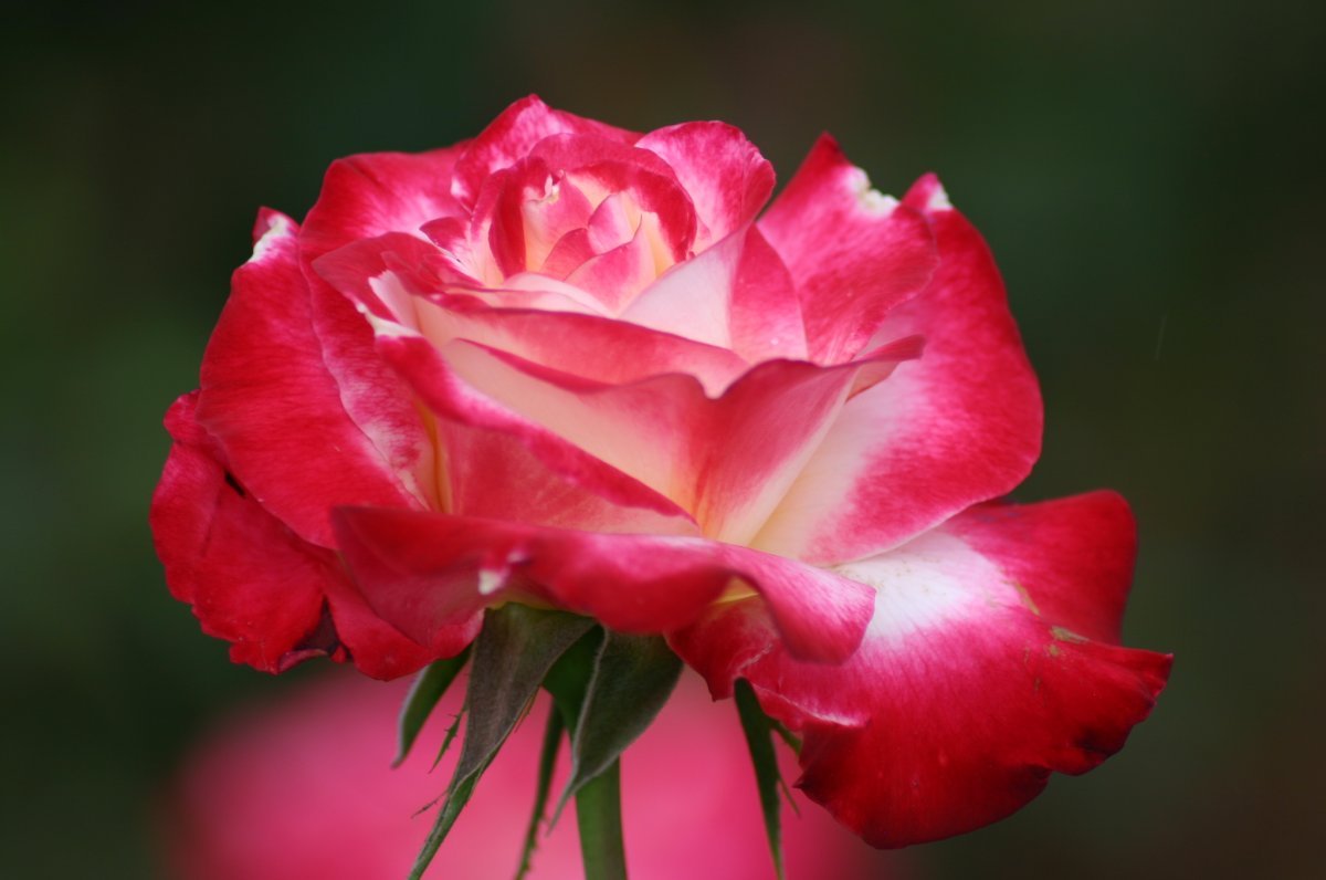 Роза чайно-гибридная Дабл Делайт