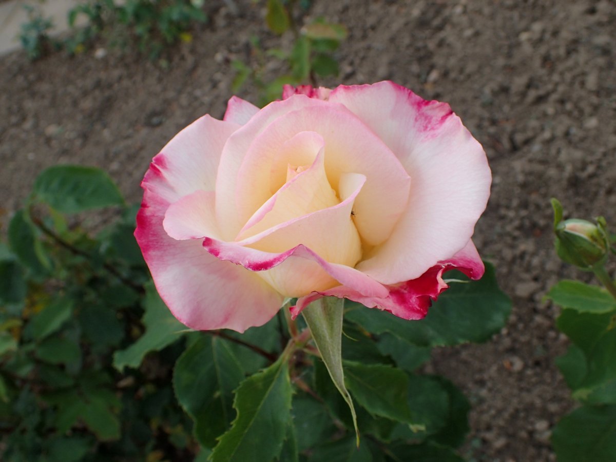 Роза чайно-гибридная Дабл Делайт - фото 8