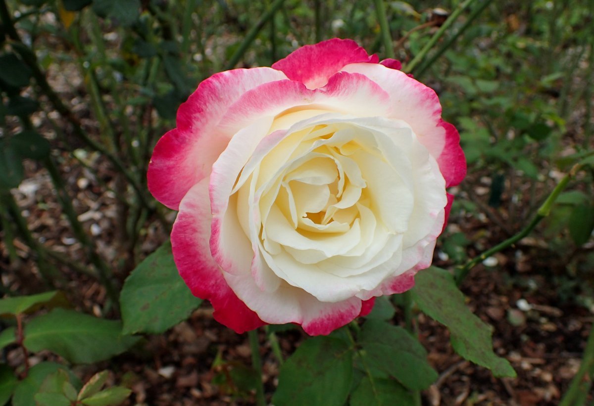 Роза чайно-гибридная Дабл Делайт - фото 7