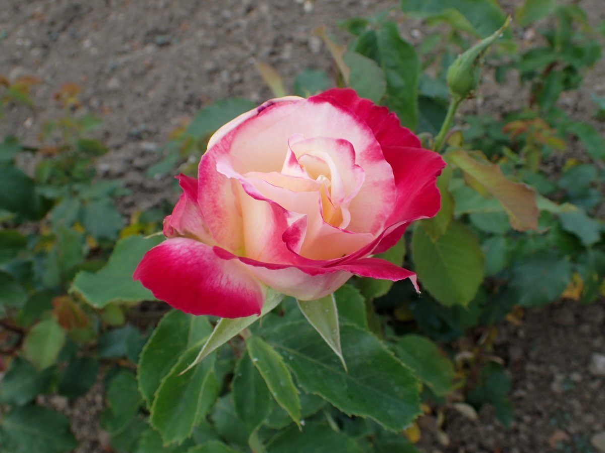 Роза чайно-гибридная Дабл Делайт - фото 9