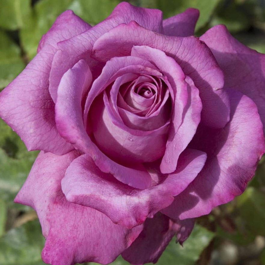 Роза чайно-гибридная Клод Брассер