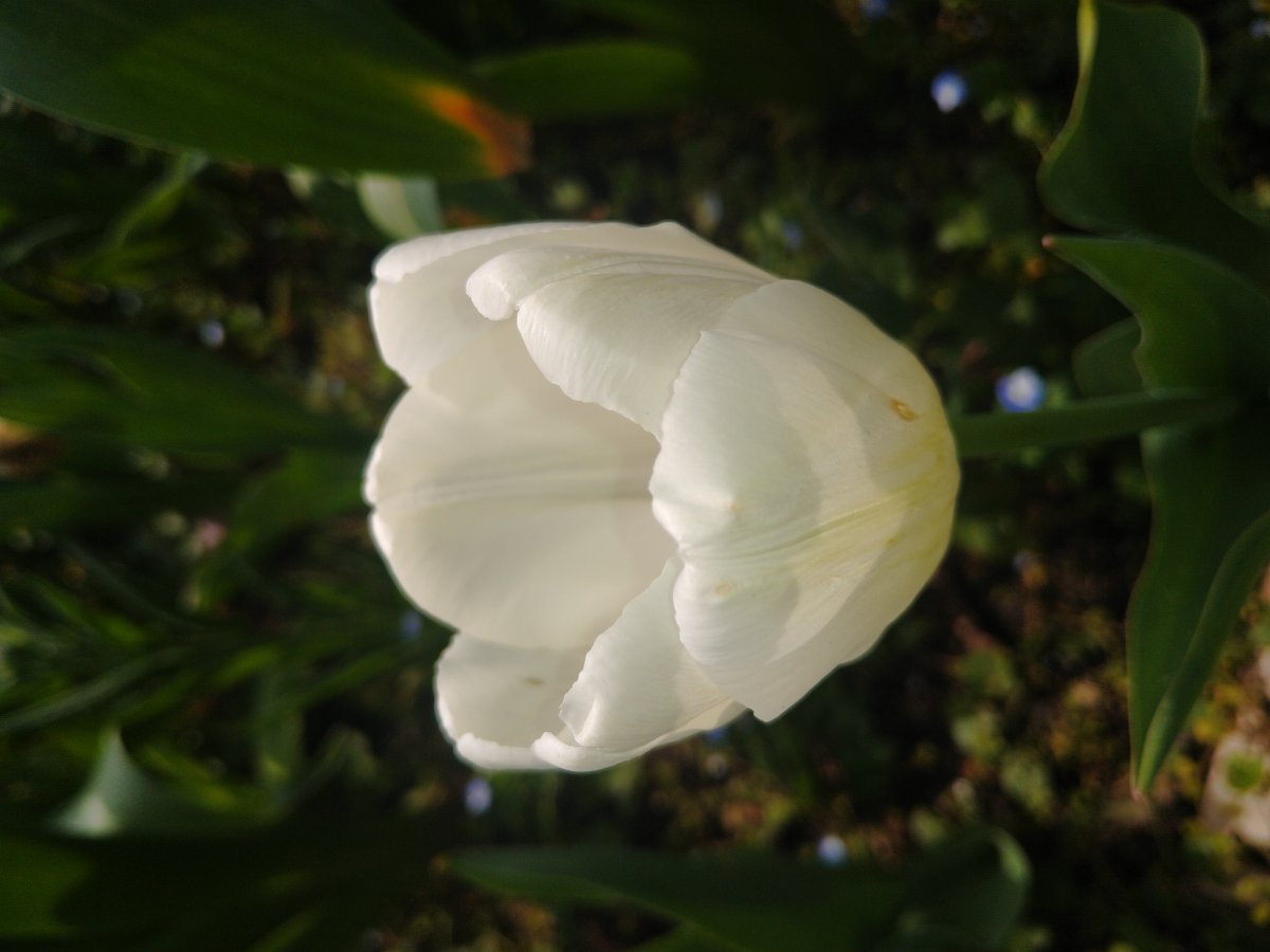 Тюльпан садовый - фото 7